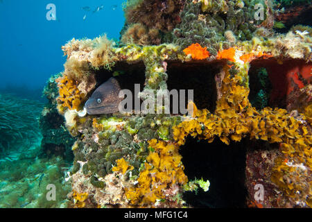 Muränen, (muraena Helena), aus einem Loch in der künstlichen Riff, Larvotto Marine Reserve, Monaco, Mittelmeer Mission: larvotto Mar Stockfoto