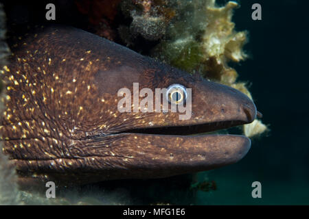 Muränen, (muraena Helena), aus einem Loch in der künstlichen Riff, Larvotto Marine Reserve, Monaco, Mittelmeer Mission: larvotto Mar Stockfoto