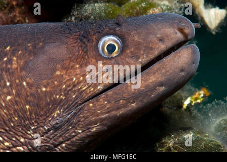 Muränen, (muraena Helena), aus einem Loch in der künstlichen Riff, Larvotto Marine Reserve, Monaco, Mittelmeer Mission: larvotto Mar Stockfoto