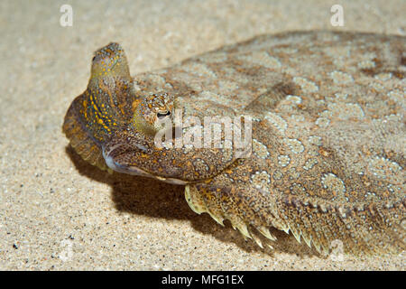 Wide-eyed Flunder (Bothus podas) Leben auf Sand und Schutt, Marine Reserve, Monaco, Mittelmeer Mission: larvotto Marine Reserve Stockfoto