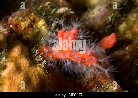 Rote Koralle (Corallium rubrum) mit offenen Polypen, verletzlich (IUCN) Larvotto Marine Reserve, Monaco, Mittelmeer Mission: larvotto Marine Reserve Stockfoto