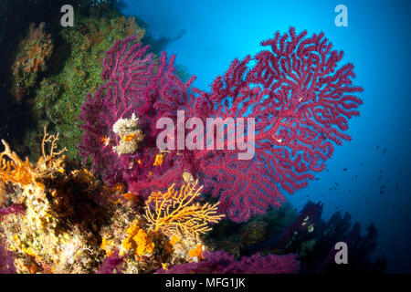 Scuba Diver mit roten Meer Ventilator, Paramuricea Clavata und gelben Gorgonien, Eunicella cavolini, Stupiste, Tauchplatz, Insel Vis, Kroatien, Adria, Stockfoto