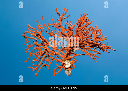 Zweig der Rote Koralle mit Haut, Corallium rubrum, Verletzlich (IUCN), Split, Kroatien, Adria, Mittelmeer Stockfoto