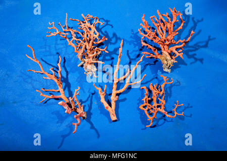 Stücke von Red Coral mit Haut, Corallium rubrum, Verletzlich (IUCN), Split, Kroatien, Adria, Mittelmeer Stockfoto