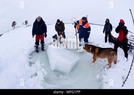 Die Herstellung aus der Öffnung (Maina) hat es mit der Säge geschnitten werden und gelöscht aus dem Eis Blöcke, Arctic Circle Dive Center, Weißes Meer, Karelien, Stockfoto