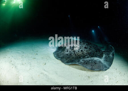 Marmorierte stingray, Taeniura meyeni, Malediven, Indischer Ozean Stockfoto