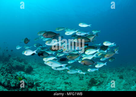 Schwarm von gelbflossenthun Doktorfische, Acanthurus xanthopterus, Malediven, Indischer Ozean Stockfoto