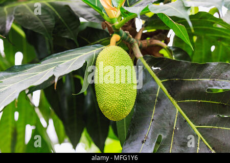 Jackfruit Baum mit wachsender Reife grüne jackfruit Wolhusen Stockfoto