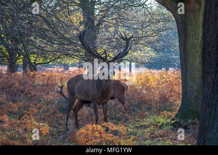 Red Deer (Cervus Elaphus) stehen und Alert im Richmond Park, SW London. Stockfoto