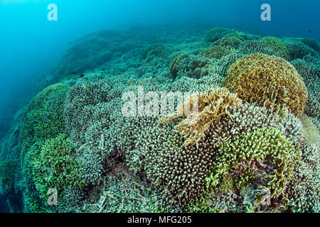 Riff bedeckt mit Hartkorallen, Acropora sp. Und Feuer Coral, Millepora, Tubbataha Nationalpark, Weltnaturerbe, Sulu Meer, Cagayancillo, P Stockfoto