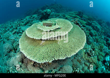 Riff bedeckt mit Hartkorallen, Acropora hyacinthus, Tubbataha Nationalpark, Weltnaturerbe, Sulu Meer, Cagayancillo, Palawan, Philippinen Stockfoto