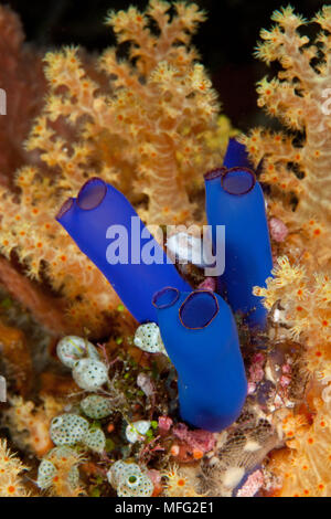 Rhopalaea Ascidian, sp. , Tubbataha Nationalpark, Weltnaturerbe, Sulu Meer, Cagayancillo, Palawan, Philippinen Stockfoto