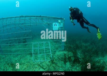 Scuba Diver erforscht, Cavtat, einer der größten Felder von Amphoren in Kroatien. Wir haben mehr als 600 Amphoren für den Transport von Wein und Öl verwendet werden Stockfoto