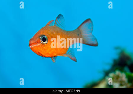 Cardinalfish, Apogon imberbis, Insel Ponza, Italien, Tyrrhenische Meer, Mittelmeer Stockfoto