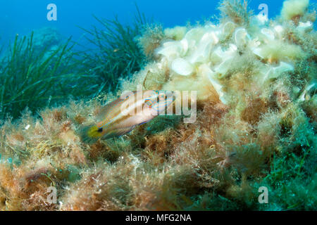 Lembeh Lippfisch, Symphodus ocellatus, männlichen auf Zucht im Gefieder, Insel Ponza, Italien, Tyrrhenische Meer, Mittelmeer Stockfoto