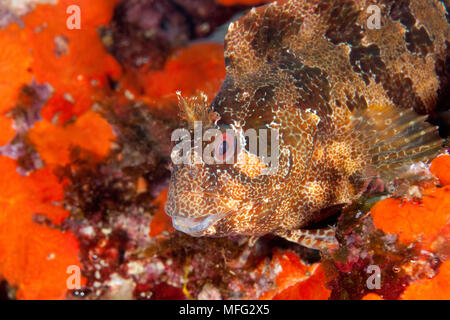 , Parablennius gattorugine Tompot blenny, Dubrovnik, Kroatien, Adria, Mittelmeer Stockfoto