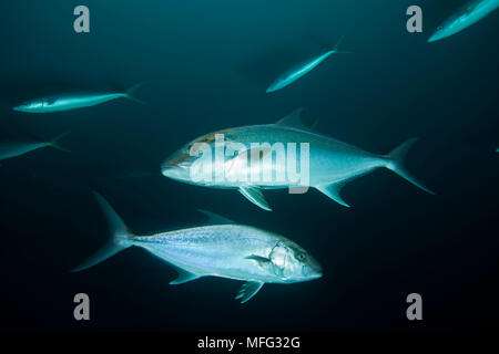 Almaco jack, Seriola rivoliana, Cocos Island, Nationalpark, Weltnaturerbe, Costa Rica, Ost Pazifik Stockfoto