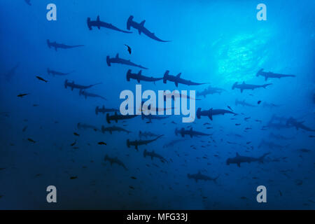 Shooling Bogenstirn Hammerhaie, Sphyrna lewini, Gefährdete (IUCN), Cocos Island, Nationalpark, Weltnaturerbe, Costa Rica, Osten Pac Stockfoto