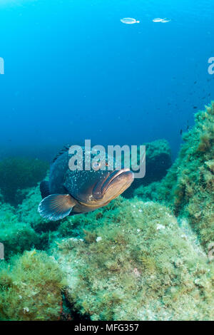 Dusky Grouper, Ephinepelus marginatus, Gefährdete (IUCN), Santa Teresa, Sardinien, Italien, Tyrrhenische Meer, Mittelmeer Stockfoto