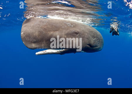 Unterwasser Fotograf und Pottwal, Physeter macrocephalus, Verletzlich (IUCN), Dominica, Karibik, Atlantik. Foto unter Genehmigung übernommen Stockfoto