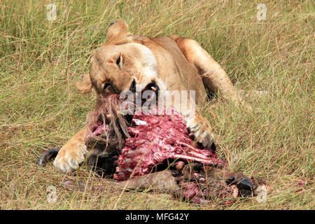 Löwin (Panthera leo) Fütterung auf ein Wildebeest. Masai Mara, Kenia Stockfoto