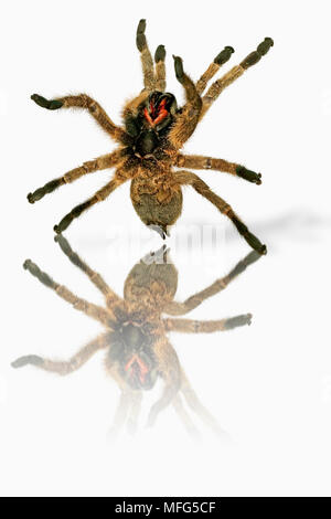 Pavian SPIDER Familie. Theraphosidae alarmiert oder bedroht, wenn er auftritt, die mit vorderen Beine ausgestreckt. Lange Giftzähne und Gift ist leicht giftig. So Stockfoto