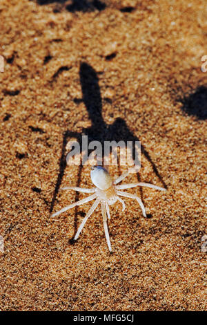 Tanz WHITE LADY SPINNE Leucorchestris arenicola Namibia. Stockfoto
