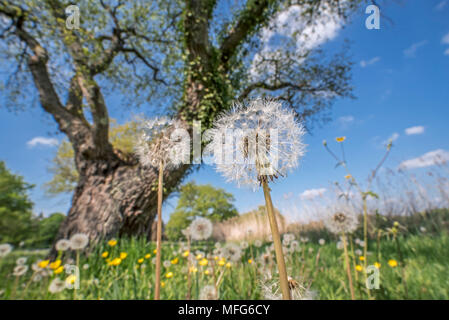 Saatgut Staats gemeinsame Löwenzahn (Taraxacum officinale) unter englischer Eiche/Pedunculate oak tree (Quercus robur) in der Wiese im Frühjahr Stockfoto