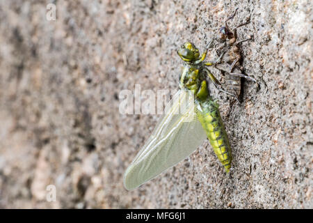 Plattbauch/Breite-bodied Darter (Libellula depressa) neu erwachsenen weiblichen Holding entstanden an exuvia zu trocknen und erweitert seine Flügel im Frühjahr Stockfoto