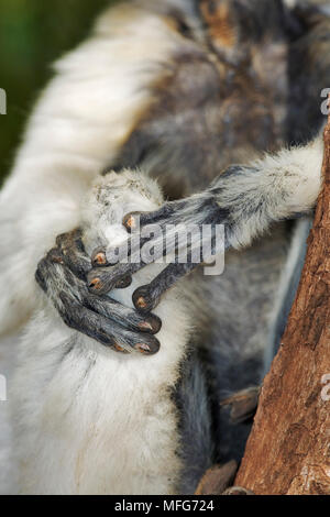 Der SIFAKA Propithecus verreauxi VERREAUX verreauxi Nahaufnahmen der Hände zum Greifen angepasst. Western Madagaskar. Gefährdet. Stockfoto