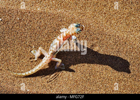 WEB-FOOTED GECKO Palmatogecko rangei Wüste Namib, Namibia. Stockfoto