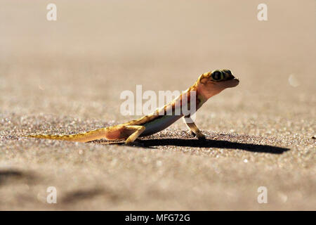 WEB-FOOTED GECKO Palmatogecko rangei Wüste Namib, Namibia. Stockfoto