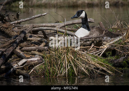 Eine Kanadagans Branta canadensis Verschachtelung in New Brunswick Kanada Stockfoto