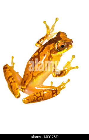 Eine Sanduhr treefrog Dendropsophus ebraccatus fotografiert in einem Feld Studio im Nationalpark Tortuguero Costa Rica Stockfoto