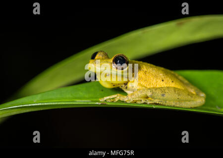 Eine olive-snouted treefrog Scinax elaeochroa im Nationalpark Tortuguero Costa Rica Stockfoto