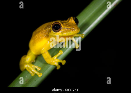 Eine olive-snouted treefrog Scinax elaeochroa im Nationalpark Tortuguero Costa Rica Stockfoto