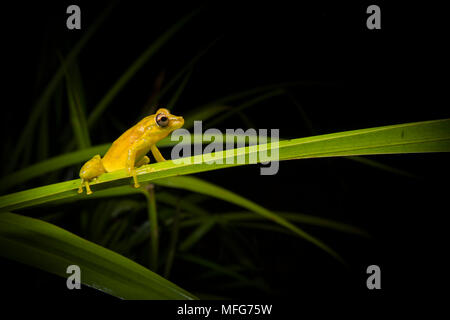 Eine olive-snouted treefrog Scinax elaeochroa im Nationalpark Tortuguero Costa Rica Stockfoto