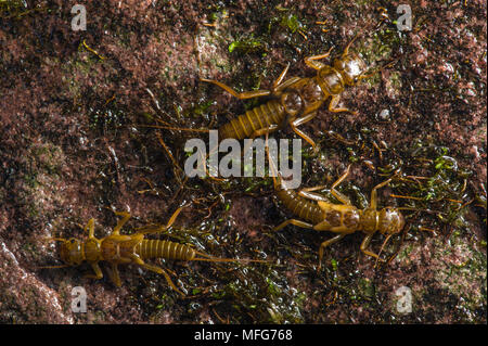 Stonefly Larve in Fundy National Park New Brunswick Kanada Stockfoto