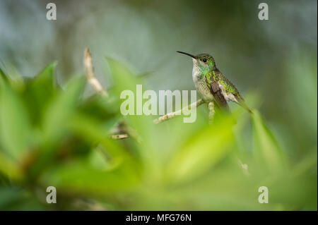 Eine weibliche Mangrove Kolibri, Amazilia boucardi ruht auf Mangrove Zweige, Costa Rica. Stockfoto