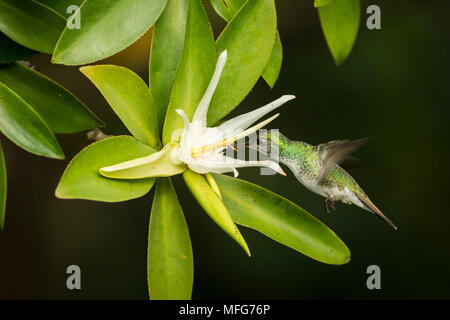 Eine weibliche Mangrove Kolibri, Amazilia boucardi, ernährt sich von der Blume der Tee Mangrove, Pelliciera rhizophorae Stockfoto