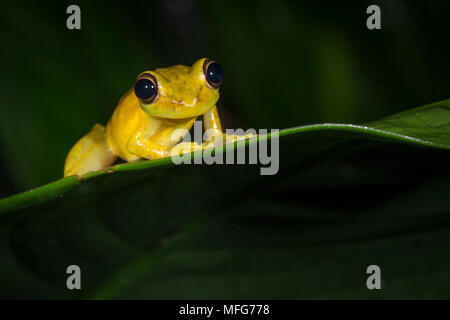 Oliv-snouted Treefrog, scinax elaeochroa, in Tortuguero National Park, Costa Rica Stockfoto