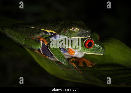 Red-eyed Tree frogs, Agalychnis callidryas, in amplexus in Tortuguero National Park, Costa Rica Stockfoto