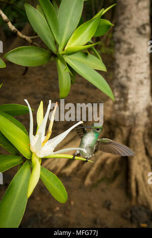 Eine weibliche Mangrove Kolibri, Amazilia boucardi, ernährt sich von der Blume der Tee Mangrove, Pelliciera rhizophorae, Costa Rica. Stockfoto