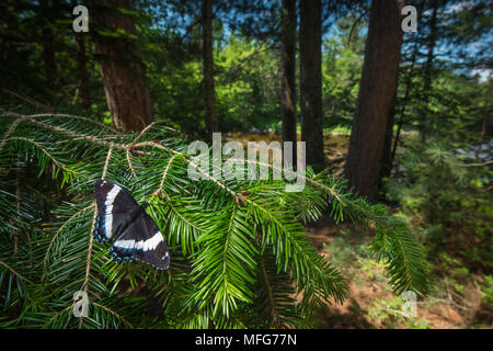 White Admiral, Limenitis arthemis, in der Acadian Wald von New Brunswick, Kanada Stockfoto