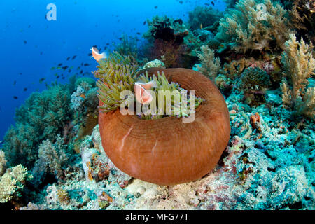 Rosa Anemonenfischen, Amphiprion perideraion, in einem geschlossenen Anemone, Heteractis, Schwarzwald, Balicasag Island, Panglao Island, Bohol, zentrale Visay Stockfoto