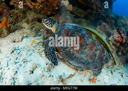 Grüne Meeresschildkröte, Chelonia mydas, Gefährdete (IUCN), Schwarzwald, Balicasag Island, Panglao Island, Bohol, Central Visayas, Philippinen, Pazif Stockfoto