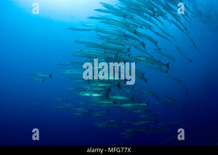 Scuba Diver mit Schule von Barracuda, Sphyraena qenie, Schwarzwald Reef, Balicasag Island, Panglao Island, Bohol, Central Visayas, Philippinen Stockfoto