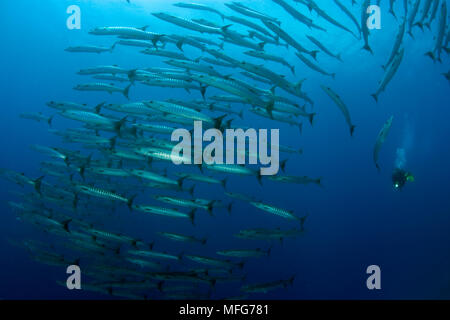 Scuba Diver mit Schule von Barracuda, Sphyraena qenie, Schwarzwald Reef, Balicasag Island, Panglao Island, Bohol, Central Visayas, Philippinen Stockfoto