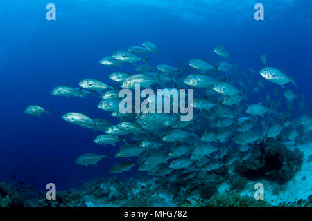 Schwarm von Großaugenthun Trevally, Caranx sexfasciatus, Schwarzwald, Balicasag Island Reef, Panglao Island, Bohol, Central Visayas, Philippinen, Pazifi Stockfoto