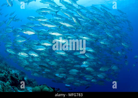 Schwarm von Großaugenthun Trevally, Caranx sexfasciatus, Schwarzwald Reef, Balicasag Island, Panglao Island, Bohol, Central Visayas, Philippinen, Pazifi Stockfoto